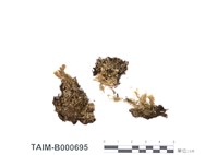 藏品(異枝皺蒴苔)的圖片